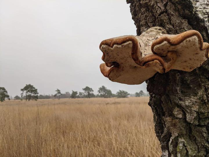 Sfeervol Chaletje In Een Rustige Bosrijke Omgeving Diessen Bagian luar foto